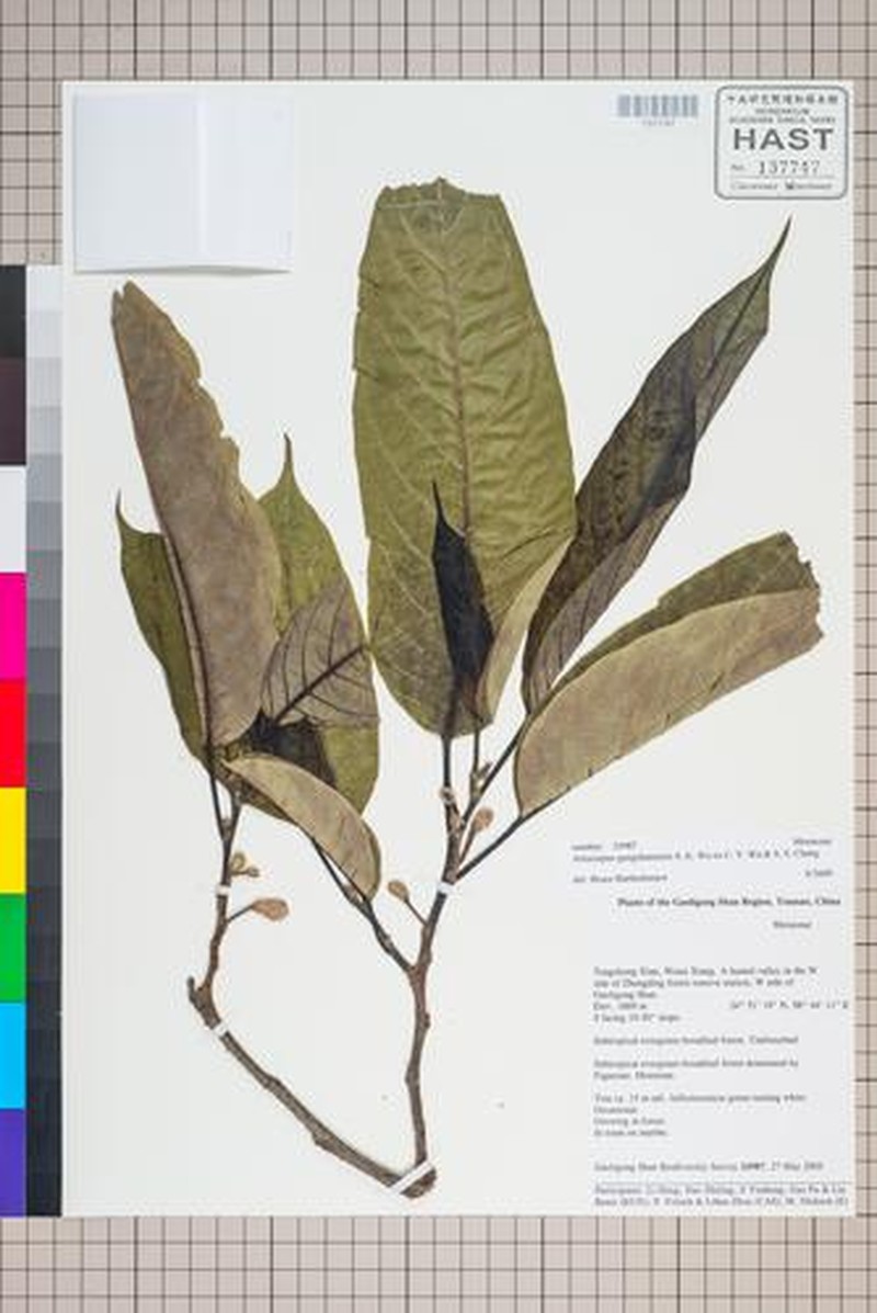 Artocarpus gongshanensis photo 2