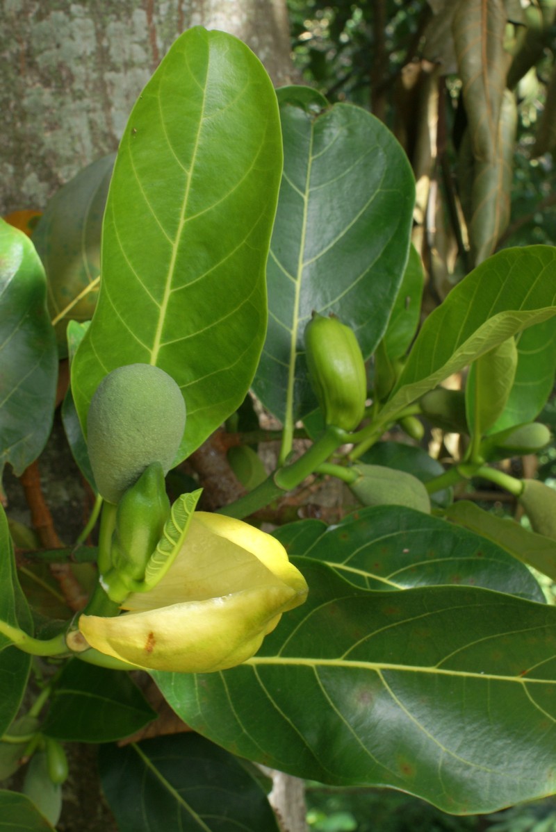 Jackfruit photo 3