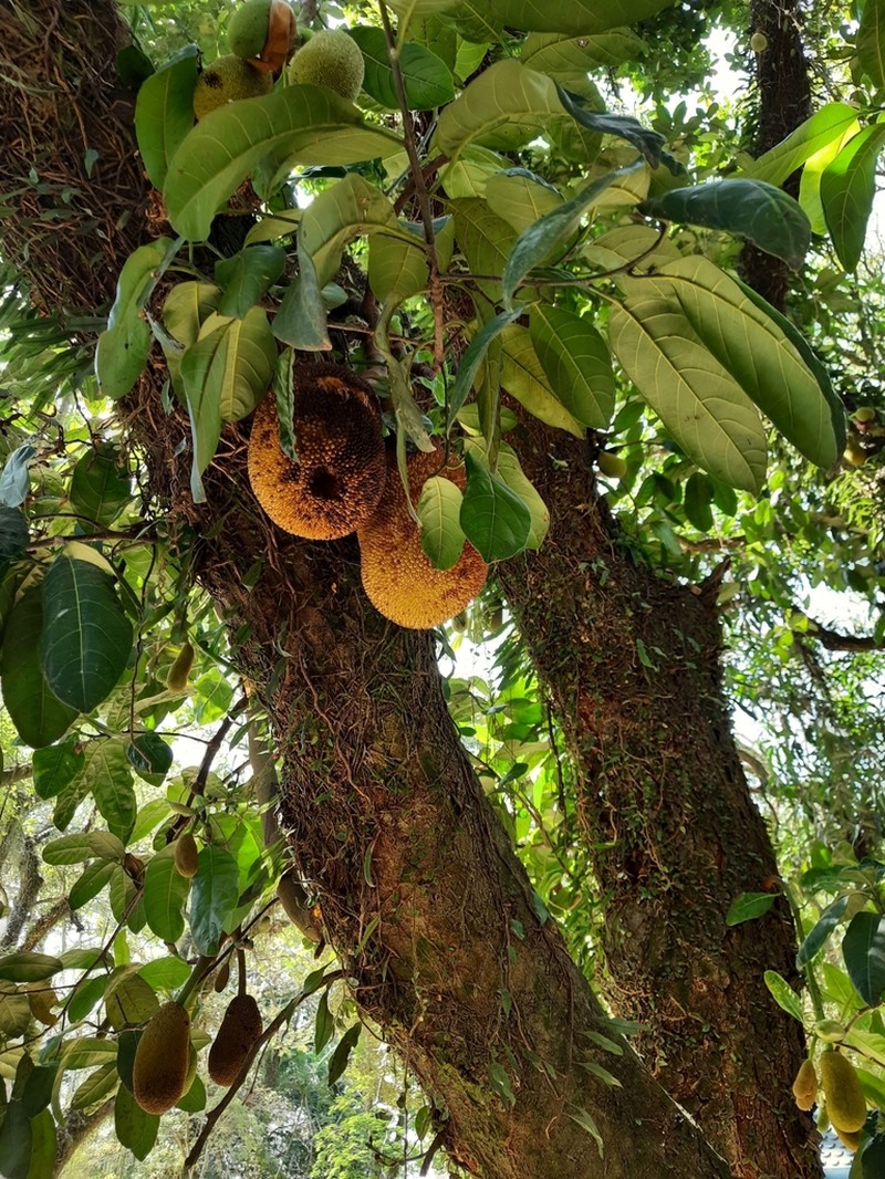 Jackfruit photo 4