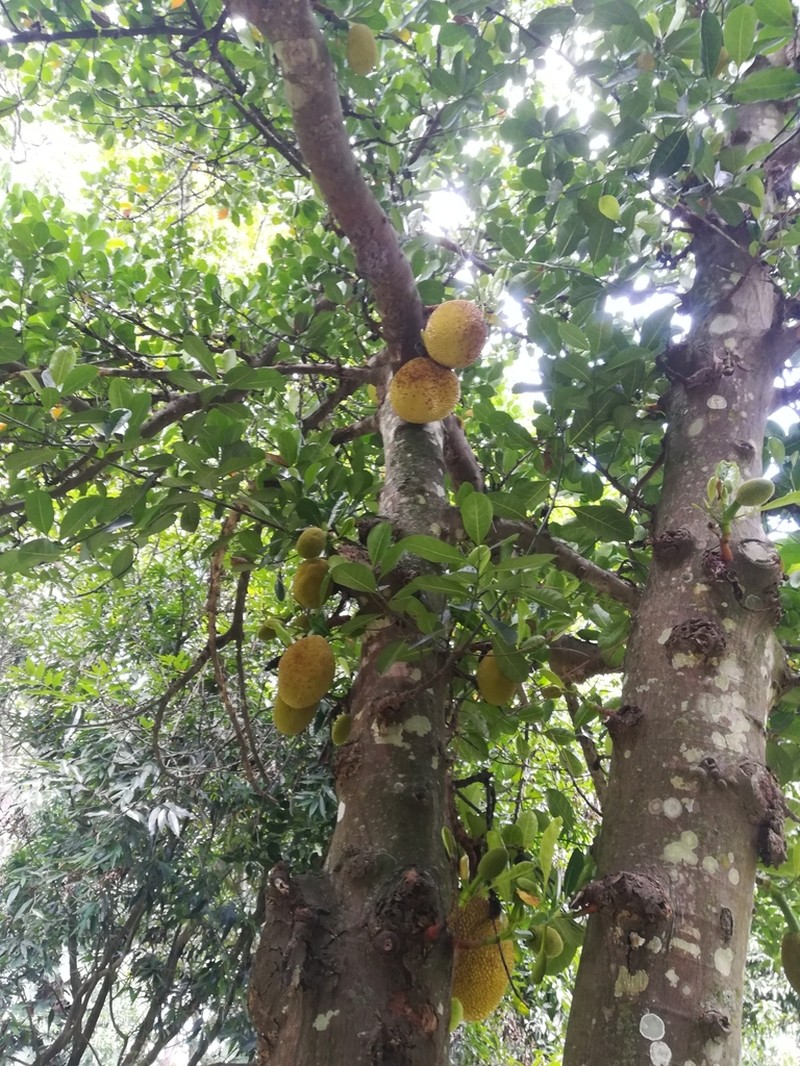 Jackfruit photo 5