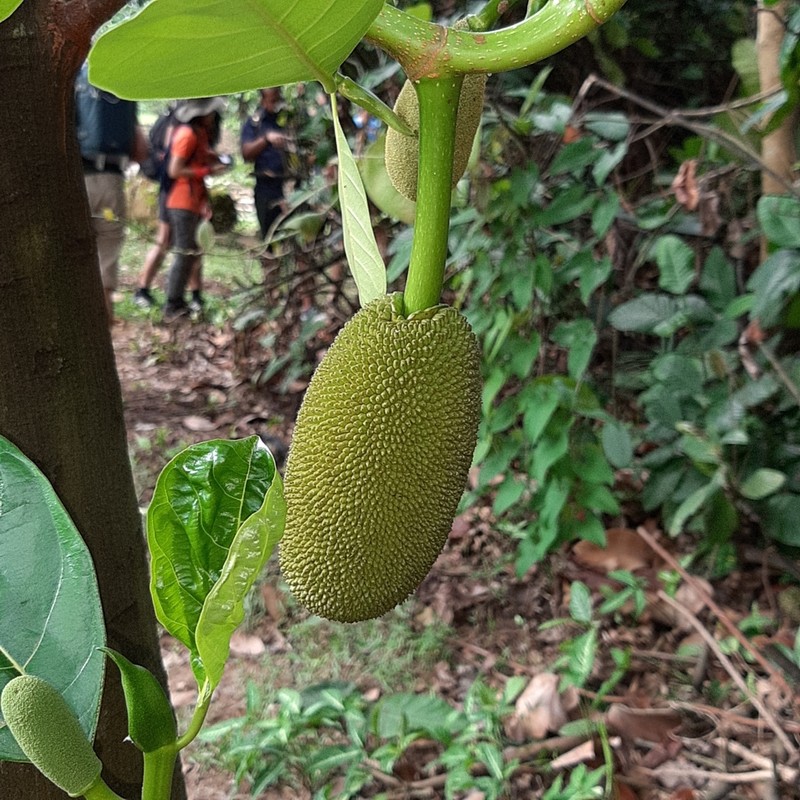 Jackfruit photo 6