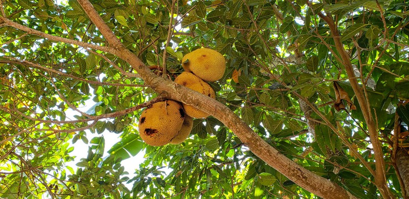 Jackfruit photo 7