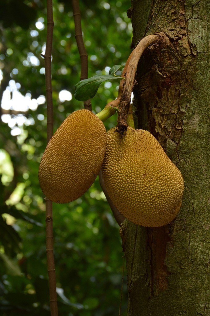 Jackfruit photo 8