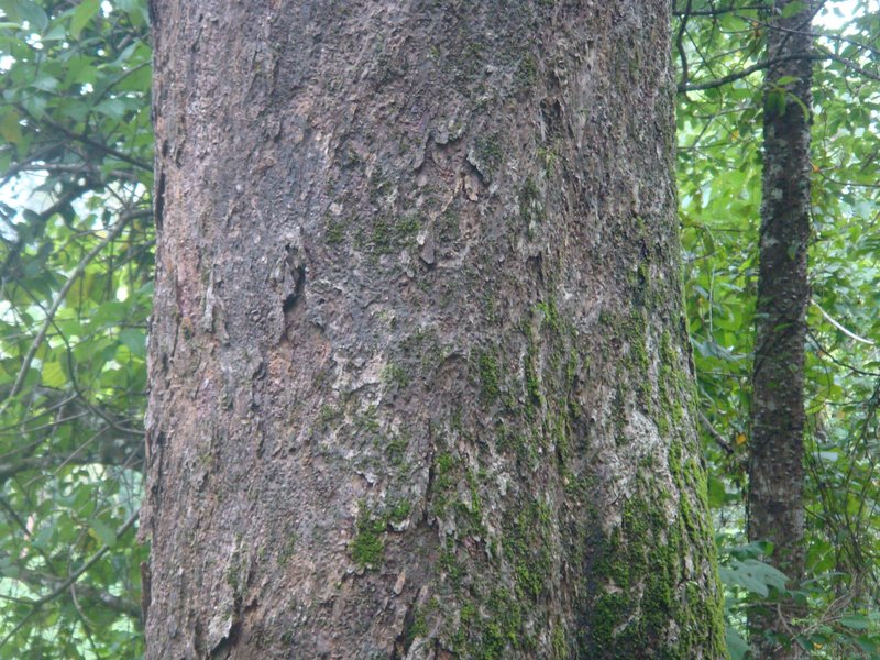 Hirsute Artocarpus photo 3