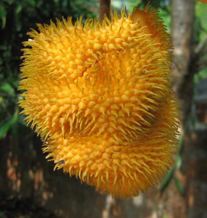 Hirsute Artocarpus