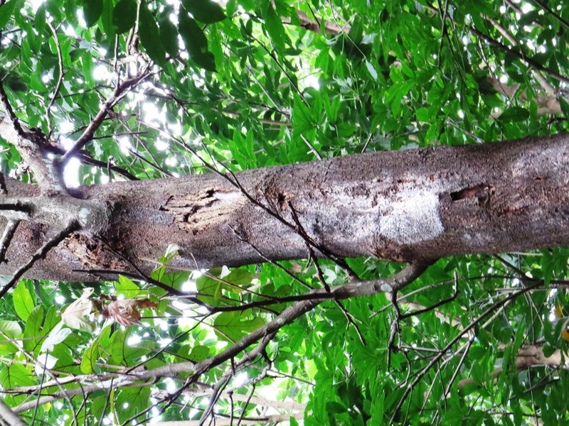 Hirsute Artocarpus photo 4