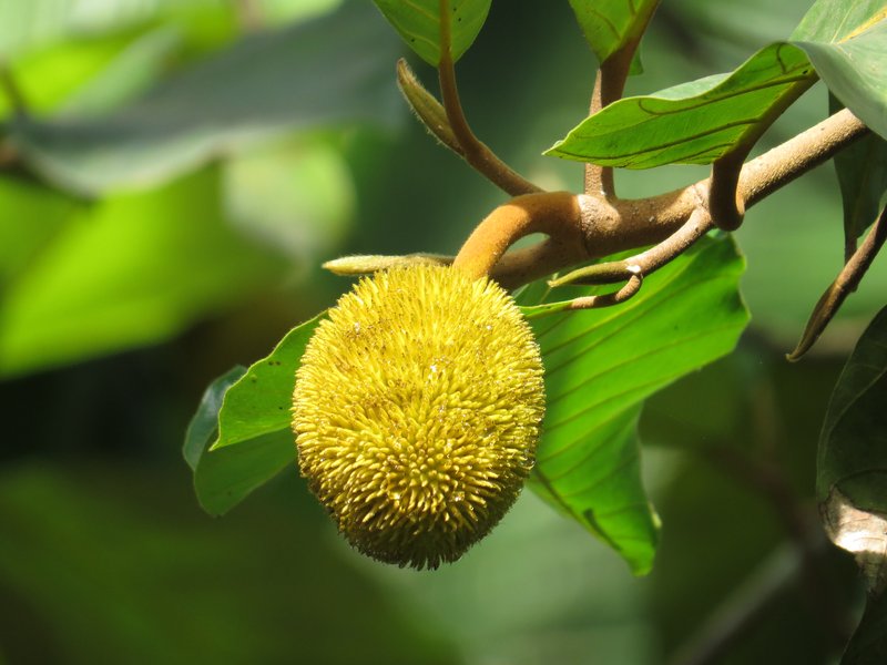 Hirsute Artocarpus photo 5