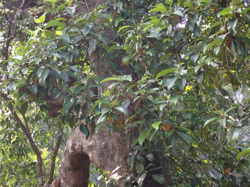 Hirsute Artocarpus photo 6