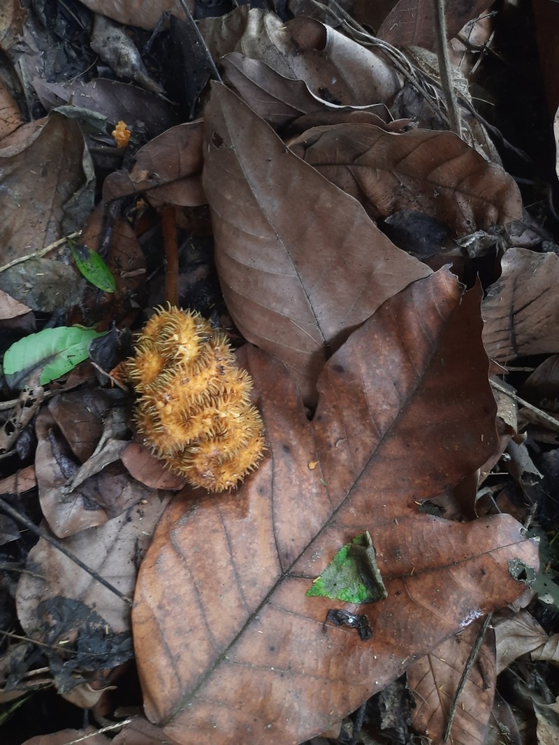 Hirsute Artocarpus photo 7