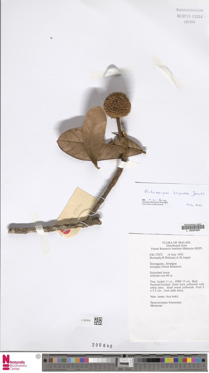 Artocarpus hispidus