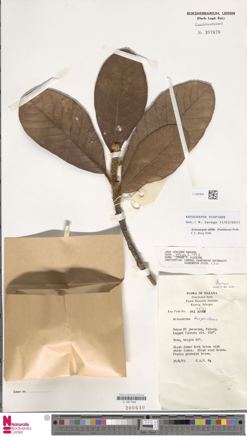 Artocarpus hispidus photo 3
