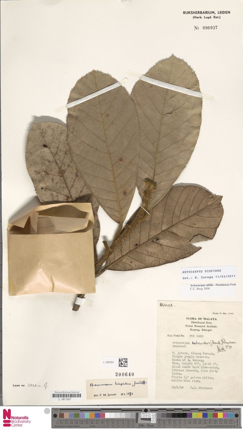 Artocarpus hispidus photo 4