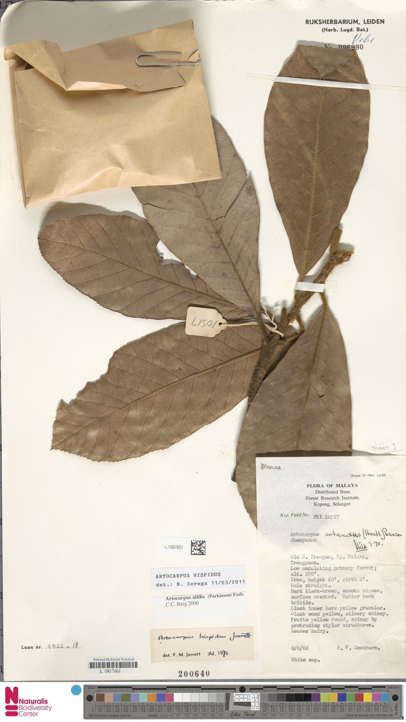 Artocarpus hispidus photo 5
