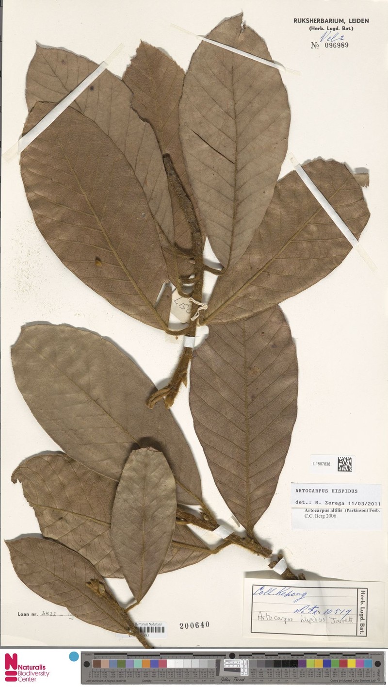 Artocarpus hispidus photo 6