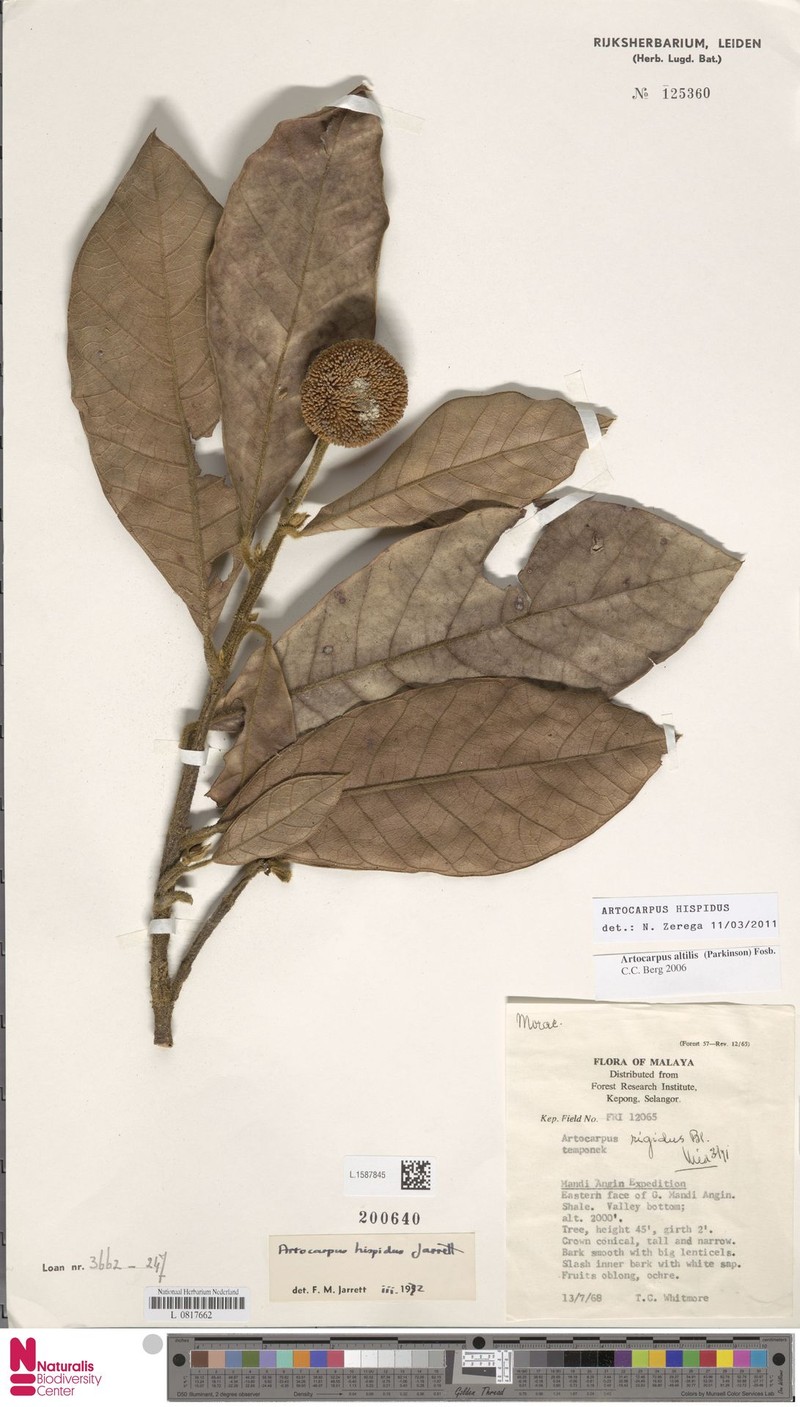 Artocarpus hispidus photo 7