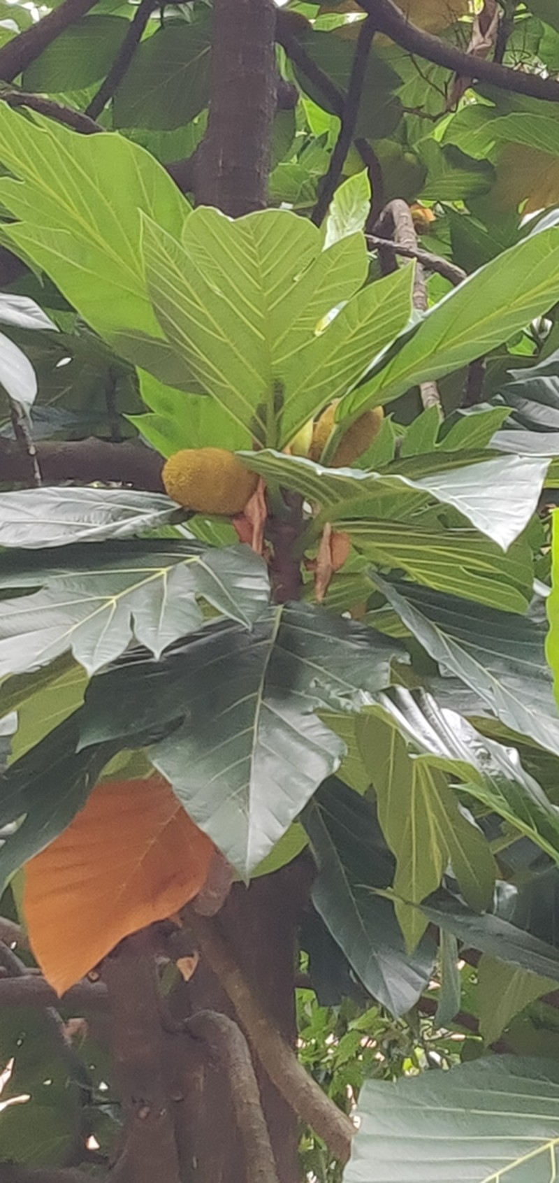 Artocarpus horridus