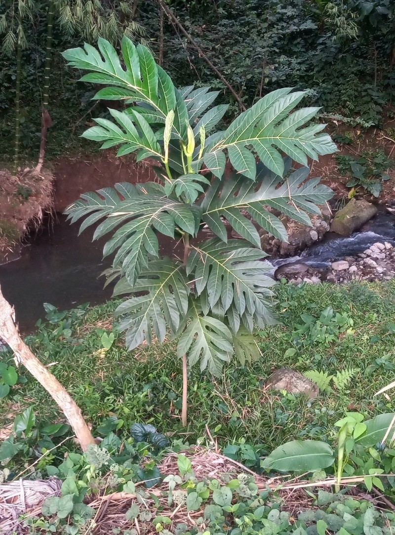 Artocarpus horridus photo 2