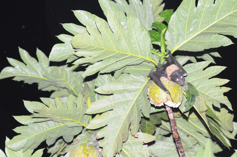 Artocarpus horridus photo 3