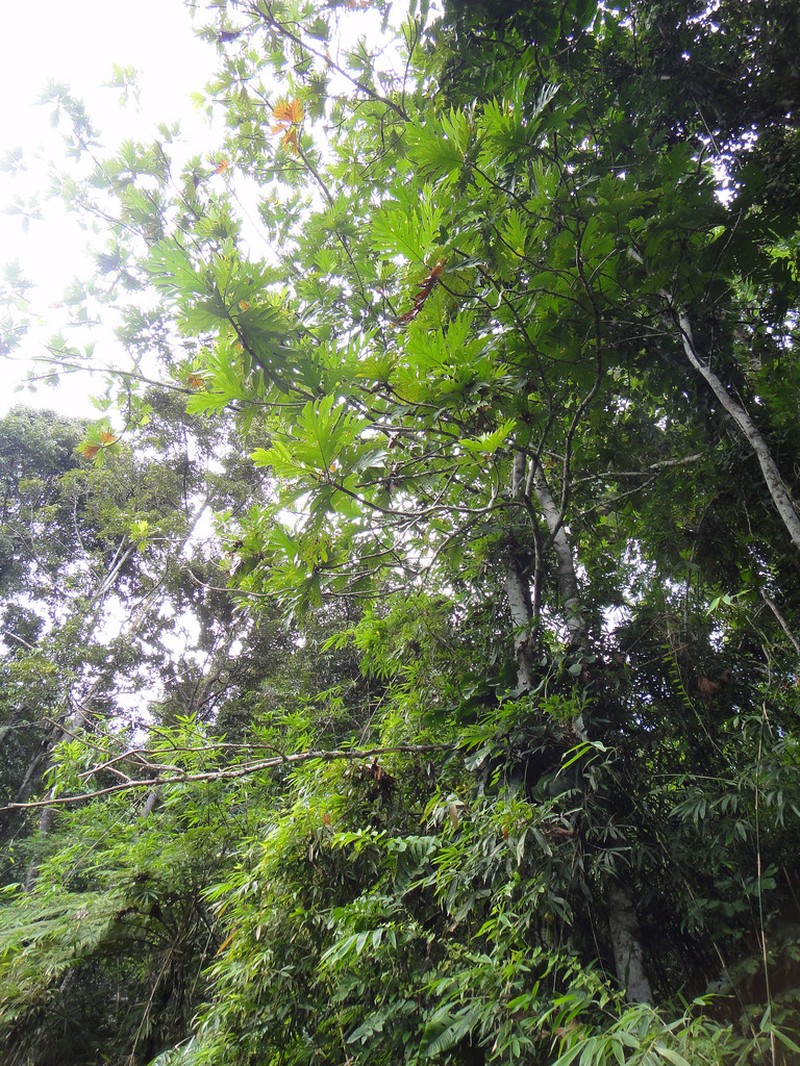 Artocarpus horridus photo 4