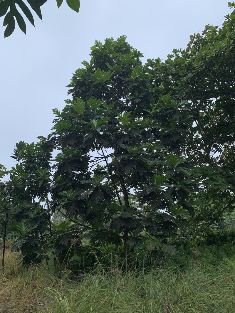 Artocarpus horridus photo 5