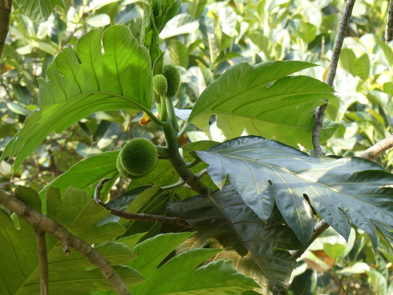 Artocarpus horridus photo 6