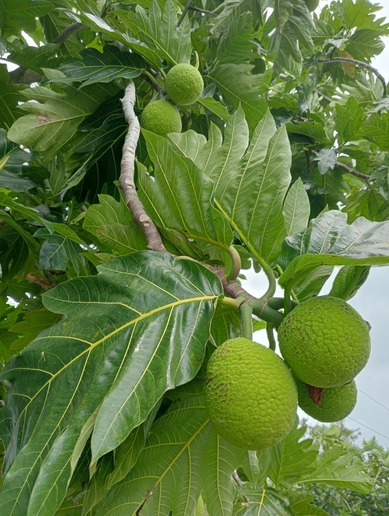 Artocarpus horridus photo 7