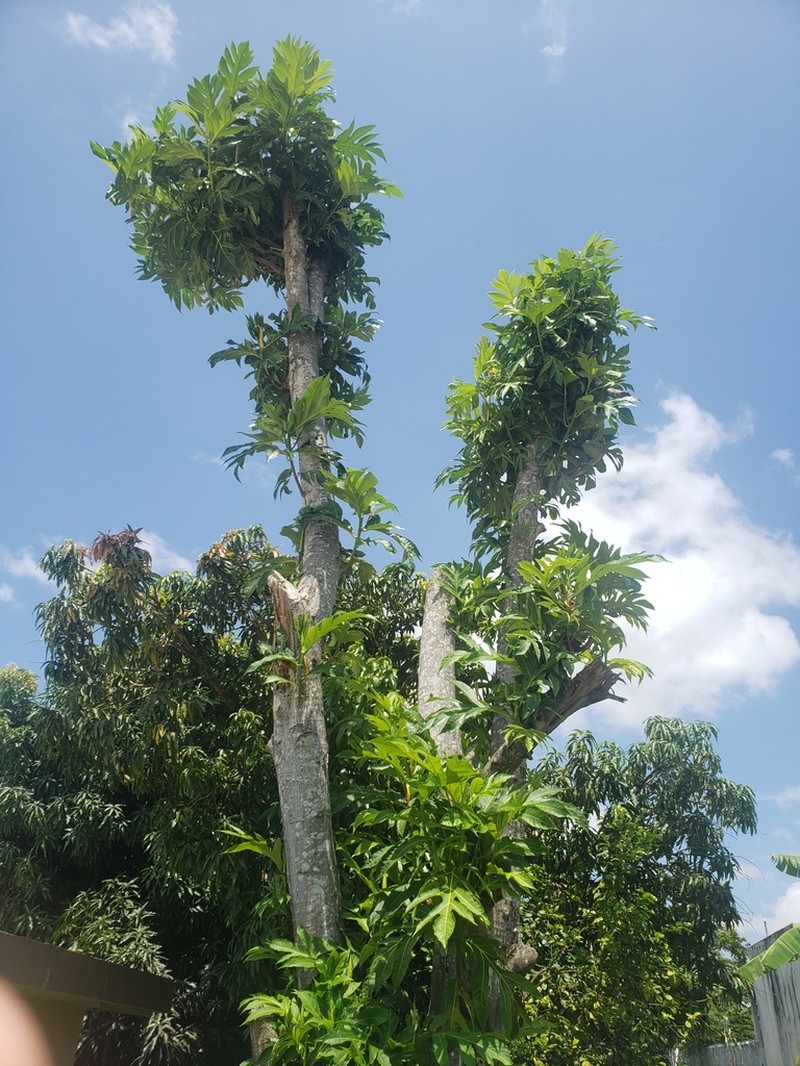 Artocarpus horridus photo 8