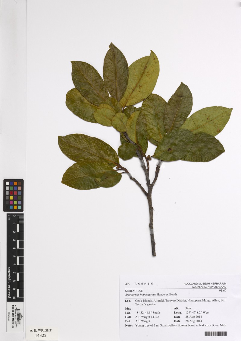 Artocarpus hypargyreus