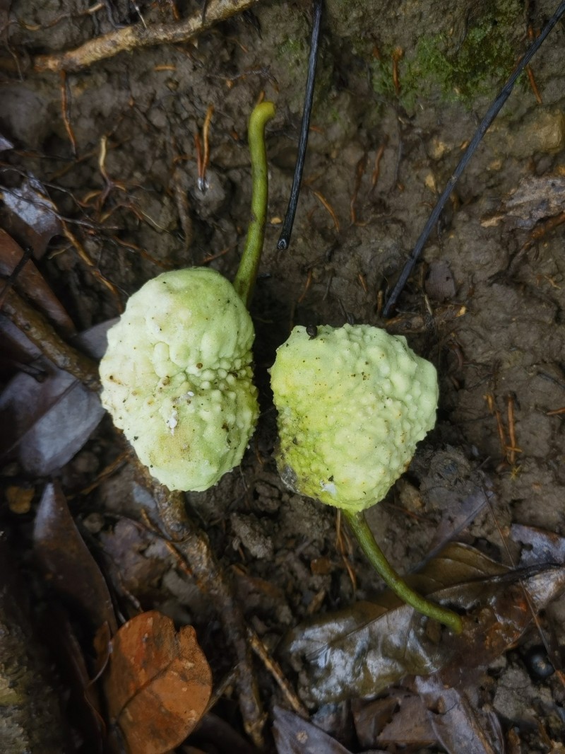 Artocarpus hypargyreus photo 2
