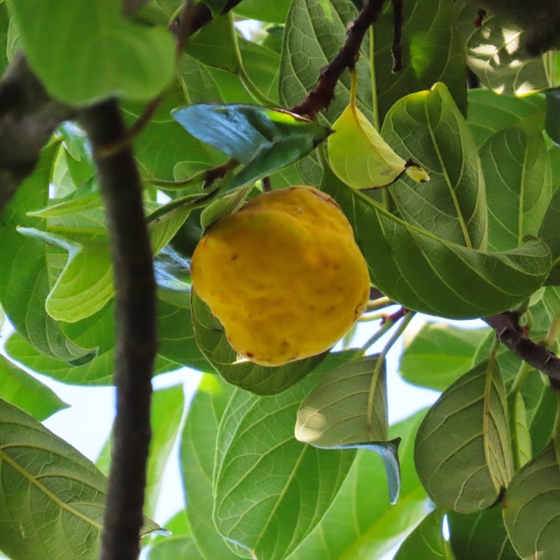 Artocarpus hypargyreus photo 3