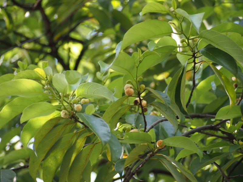 Artocarpus hypargyreus photo 4