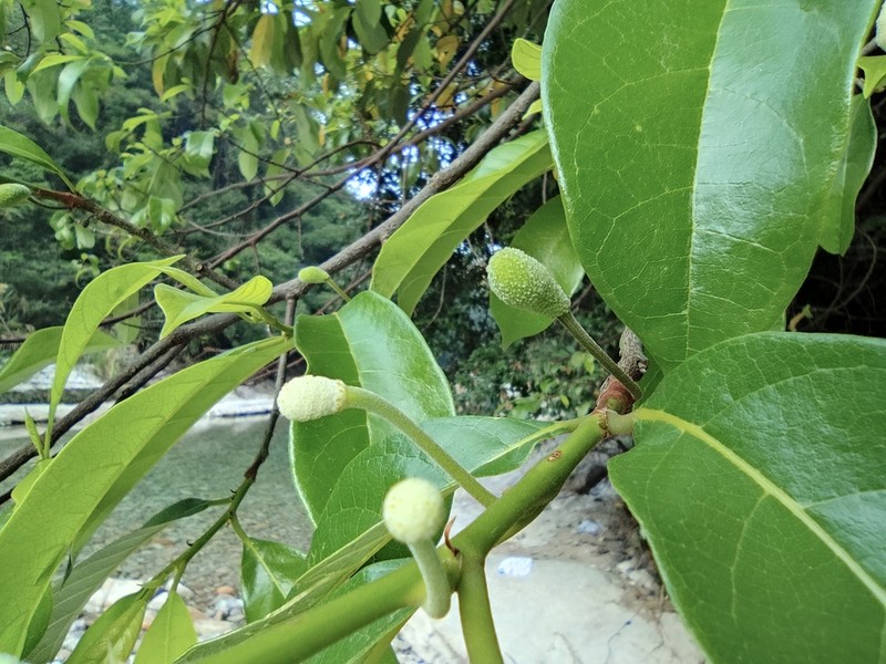 Artocarpus hypargyreus photo 5