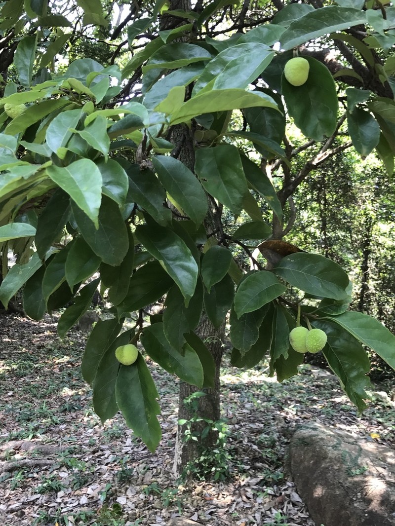 Artocarpus hypargyreus photo 6