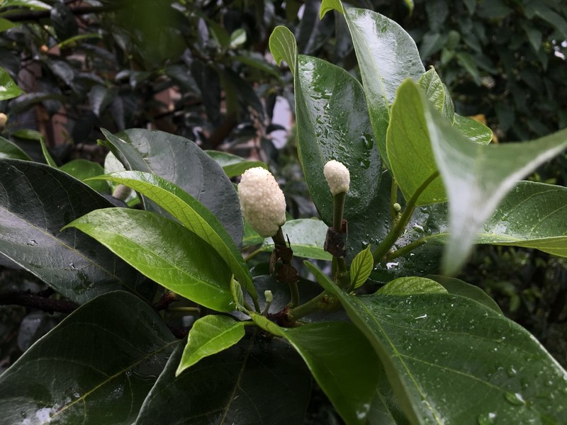 Artocarpus hypargyreus photo 7