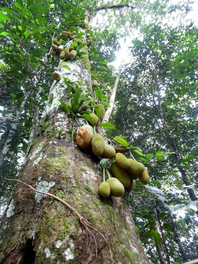 Chempedak photo 2