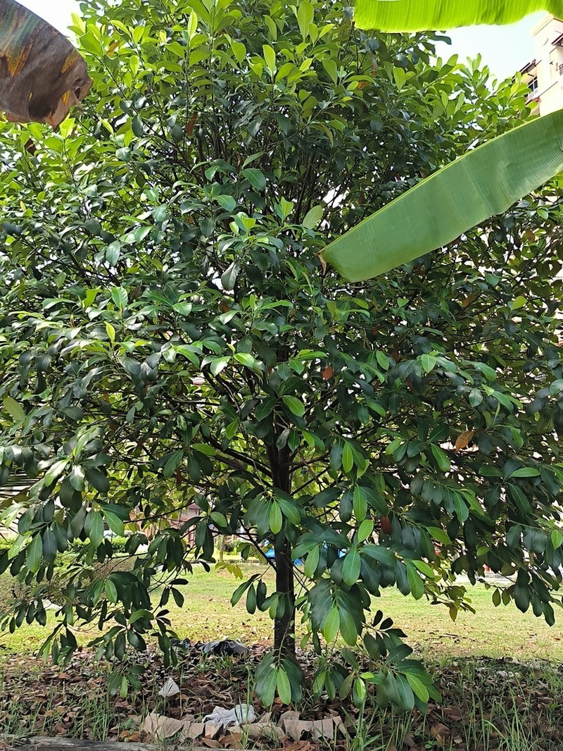 Chempedak photo 3