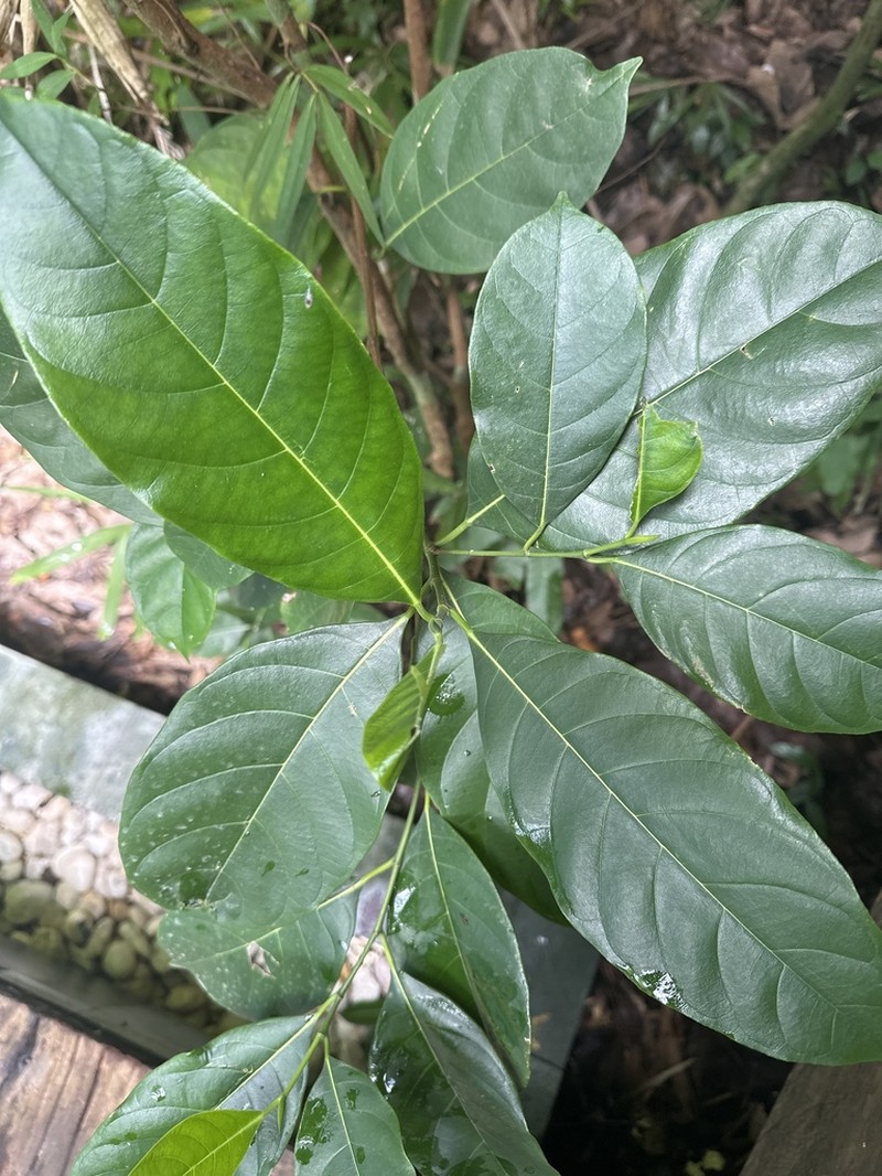 Chempedak photo 5