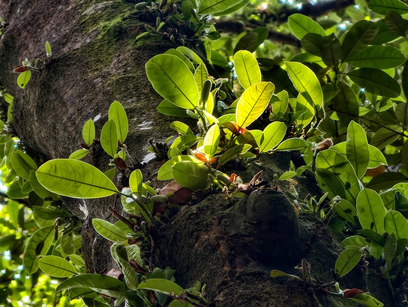 Chempedak photo 6