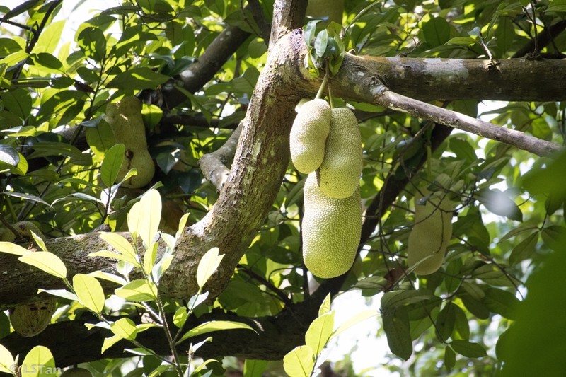 Chempedak photo 7
