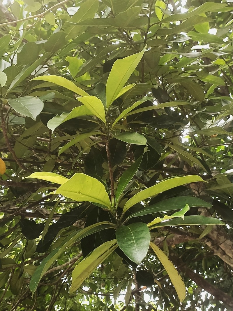Chempedak photo 8