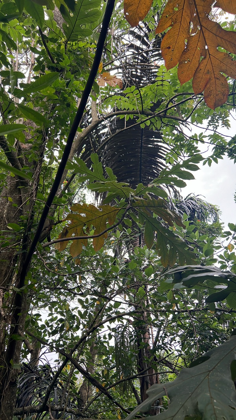Artocarpus jarrettiae photo 3