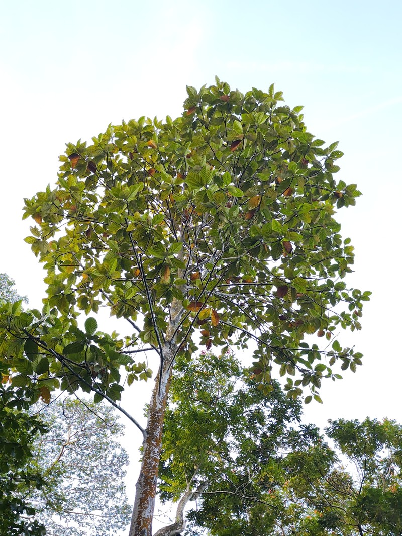 Artocarpus jarrettiae photo 6