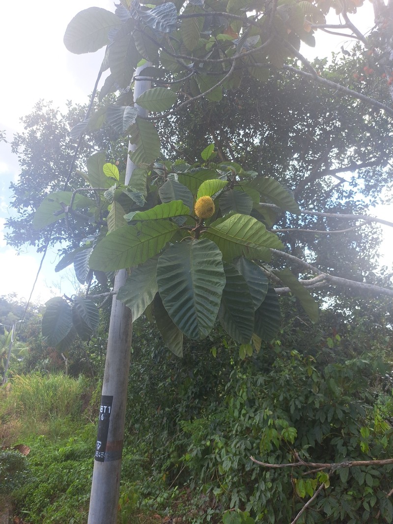 Artocarpus jarrettiae photo 7
