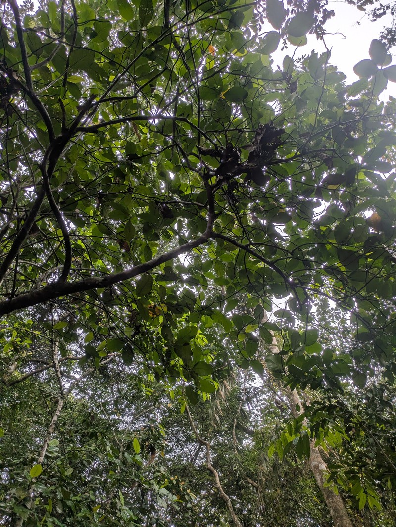 Artocarpus jarrettiae photo 8