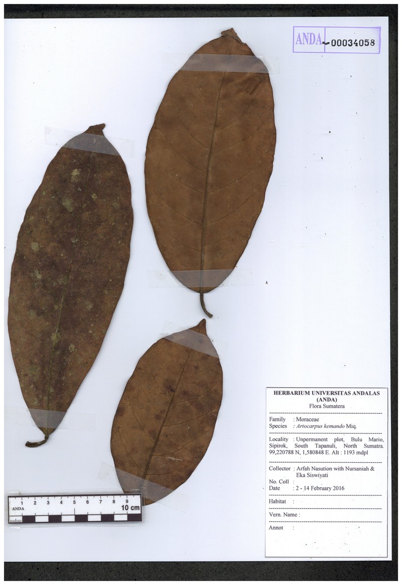 Artocarpus kemando photo 3
