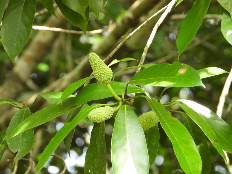 Artocarpus kemando photo 4