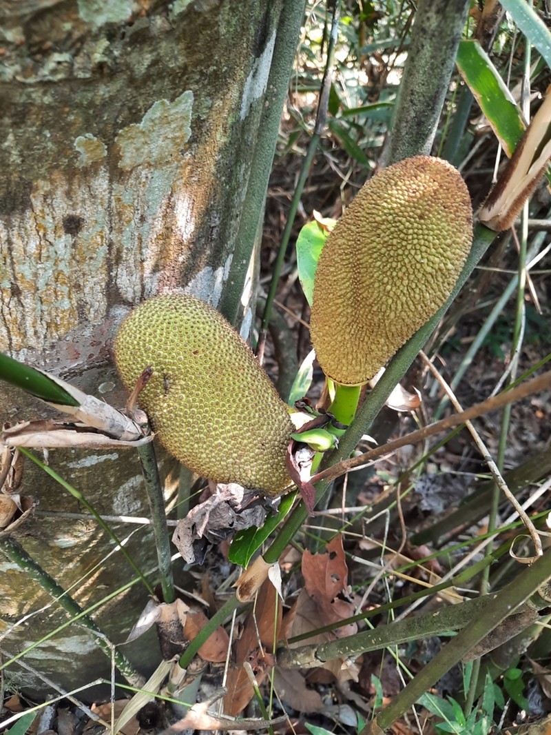 Artocarpus kemando photo 5