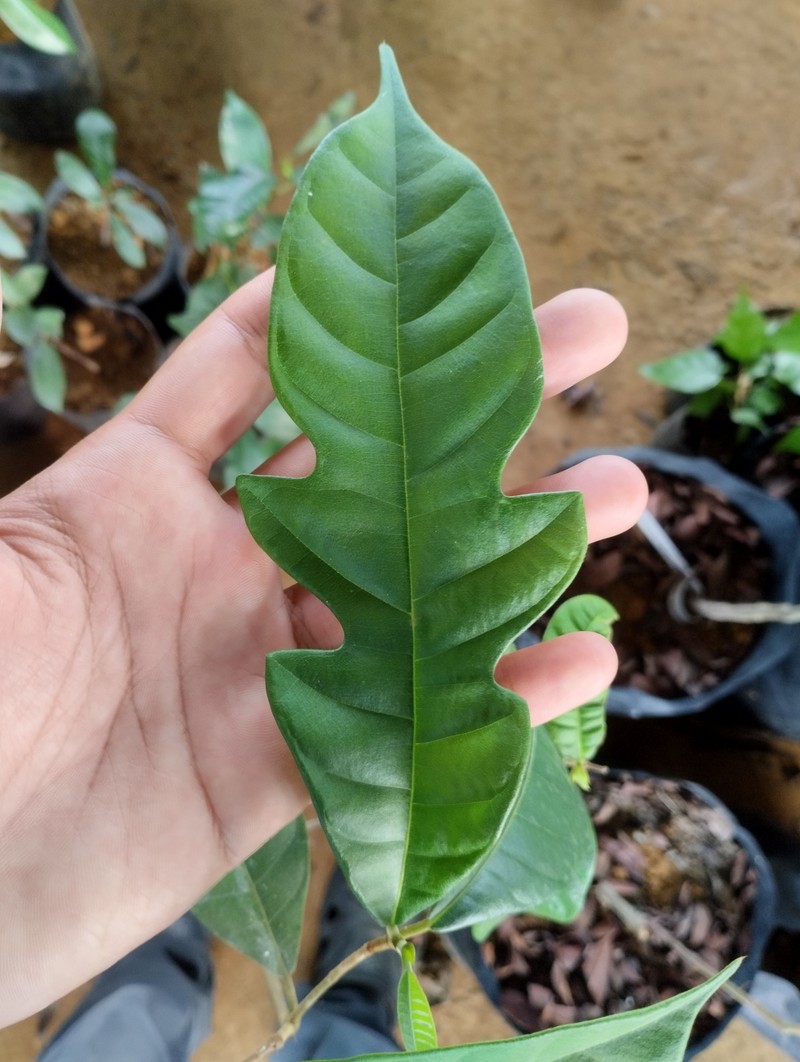 Artocarpus kemando photo 7