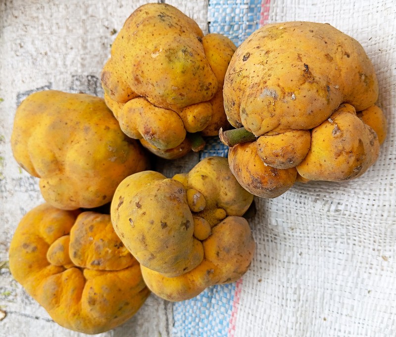 Artocarpus lacucha