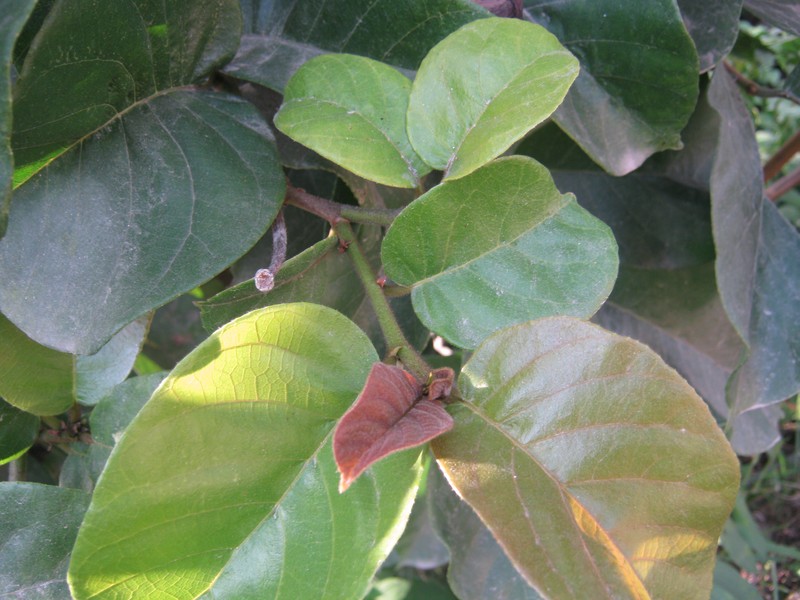 Artocarpus lacucha photo 2